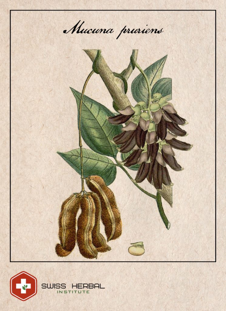 Mucuna extract 20 Mucuna pruriens Swiss Herbal Shop